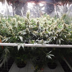 FDOG Day 55 Flower (1).JPG