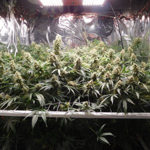 FDOG Day 56 Flower (1).JPG