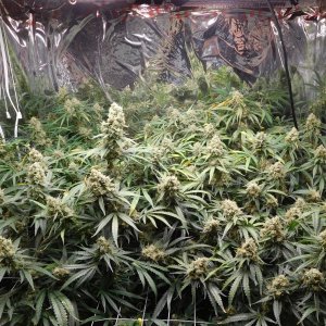 FDOG Day 56 Flower (2).JPG