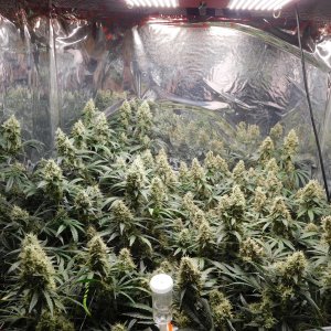 AG Day 56 Flower (2).JPG