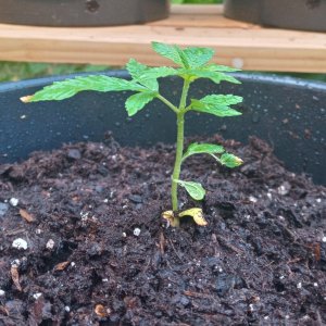 June 15th-Deformed Seedling-3.jpg