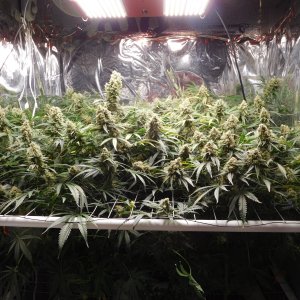 FDOG Day 57 Flower (2).JPG