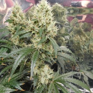 AG Day 57 Flower (5).JPG