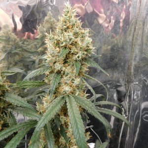 AG Day 57 Flower (6).JPG