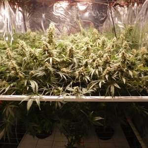 FDOG Day 58 Flower (1).JPG