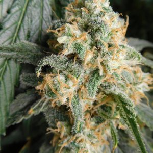 FDOG Day 58 Flower (10).JPG