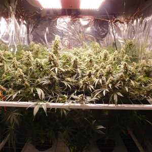 FDOG Day 59 Flower (1).JPG