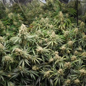 FDOG Day 59 Flower (2).JPG