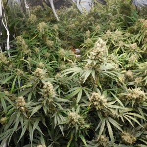 FDOG Day 59 Flower (3).JPG