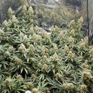 AG Day 59 Flower (2).JPG