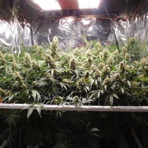 FDOG Day 60 Flower (1).JPG