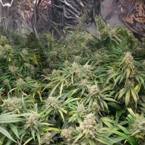 FDOG Day 60 Flower (3).JPG