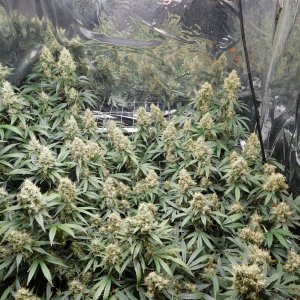 AG Day 60 Flower (5).JPG