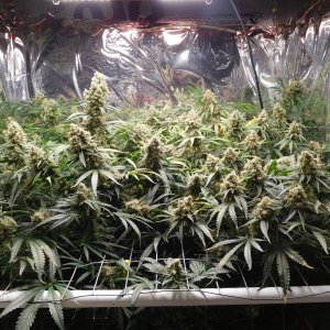 FDOG Day 61 Flower (1).JPG