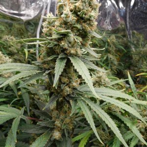 FDOG Day 61 Flower (5).JPG