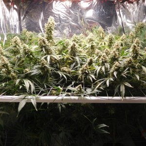 FDOG Day 62 Flower (1).JPG