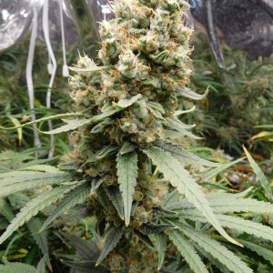 FDOG Day 62 Flower (4).JPG