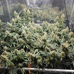 AG Day 62 Flower (2).JPG