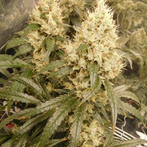 AG Day 62 Flower (3).JPG