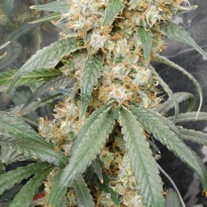 AG Day 62 Flower (6).JPG