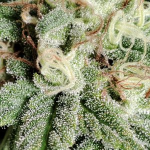 blueberry_trichomes1.jpg