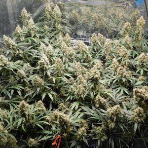 AG Day 65 Flower (2).JPG