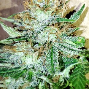 DBL_CBG_bud_trichomes2.jpg