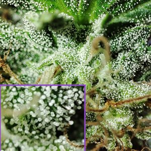 DBL_CBG_trichomes1.jpg