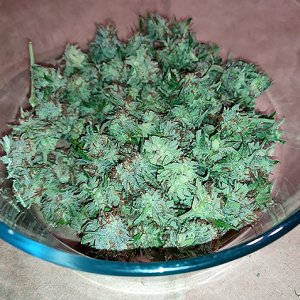 DBL_CBG_trimmed_buds.jpg