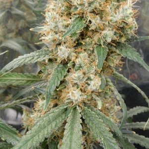 AG Day 67 Flower (3).JPG