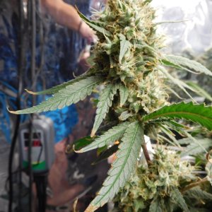 AG Day 67 Flower (6).JPG