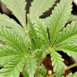 blue-dream-cannabis-growing-coco.jpg