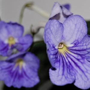 streptocarpus-cape-violet.jpg