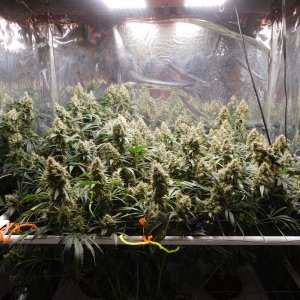 AG Day 70 Flower (1).JPG