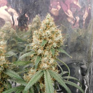 AG Day 70 Flower (3).JPG