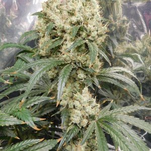 AG Day 70 Flower (4).JPG