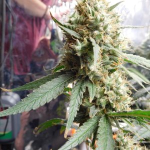 AG Day 70 Flower (7).JPG