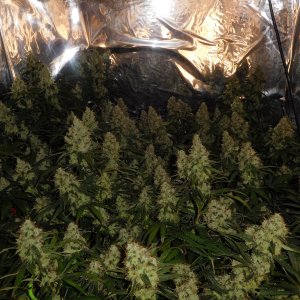 AG Day 71 Flower flash (3).JPG