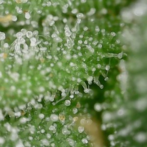 Cresc cl trichs 7-1-23 F66 (3).jpg