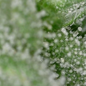 Cresc cl trichs 7-1-23 F66 (1).jpg