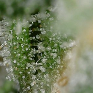 Cresc cl trichs 7-1-23 F66 (4).jpg