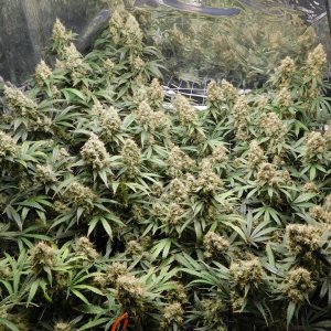 AG Day 73 Flower (4).JPG