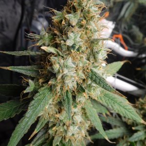 AG Day 73 Flower (11).JPG