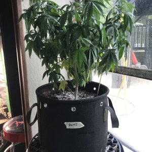 Durban Poison-Day 87-a.jpg