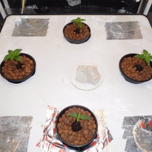 Blueberry Day 7 veg (5).JPG