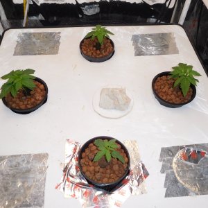 Blueberry Day 11 veg (1).JPG