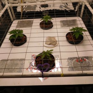 Blueberry Day 12 veg (1).JPG