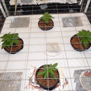 Blueberry Day 12 veg (3).JPG