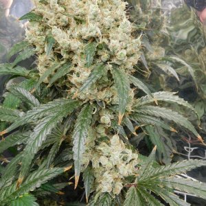 AG Day 74 Flower (3).JPG