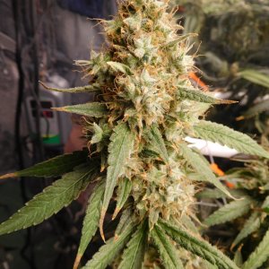 AG Day 74 Flower (10).JPG